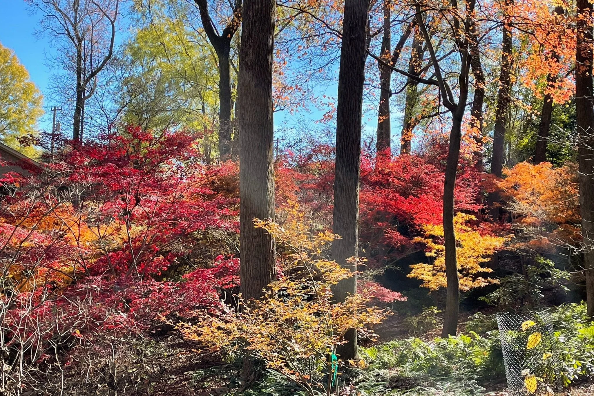 【橋本シャーン】Makuhari Gardenwalk 橋本シャーン】Makuhari Gardenwalk 橋本シャーン】Makuhari